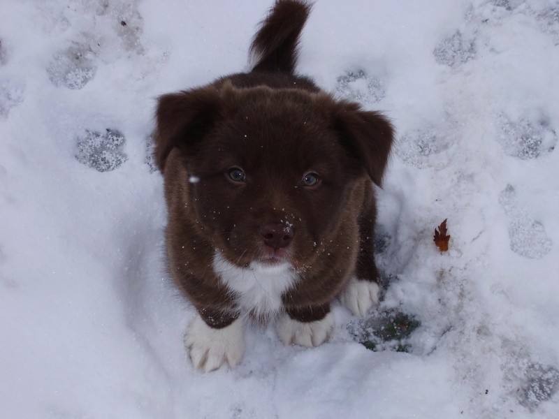Mason snow11-18-2008