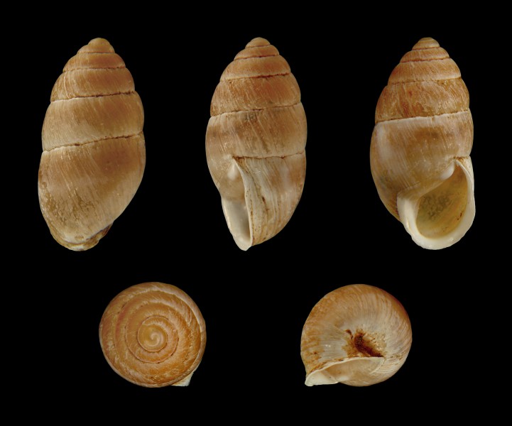 Mastus etuberculatus 01