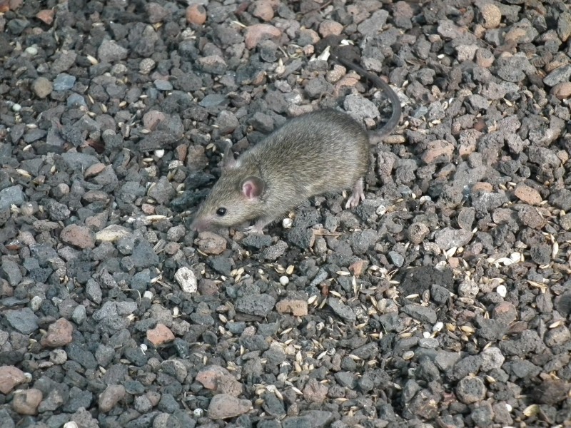Maus im Haus