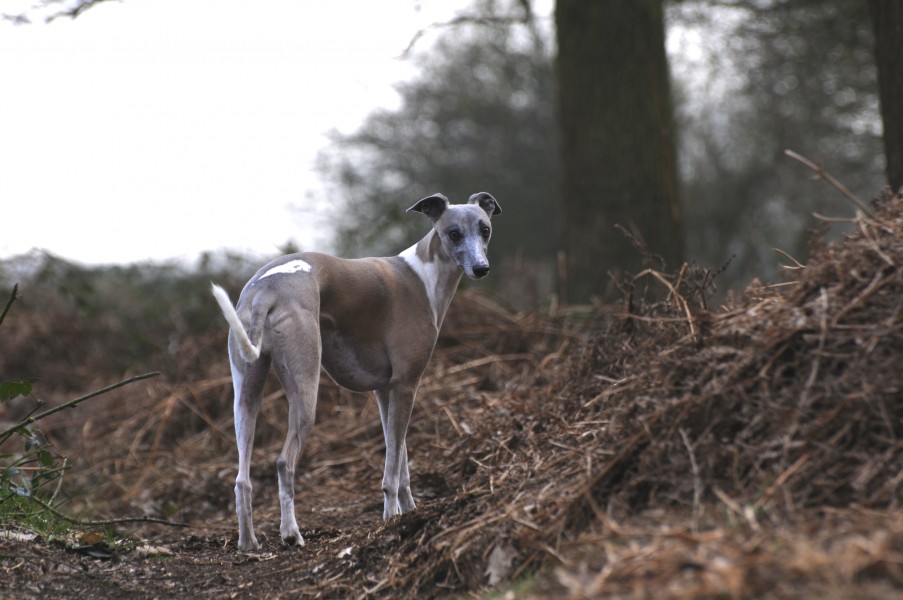 Maverick the Whippet.