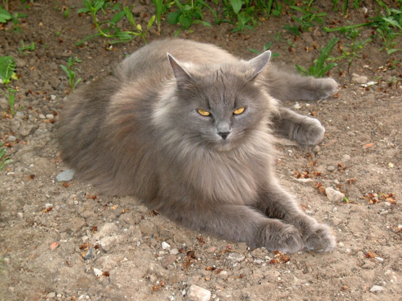 May cat