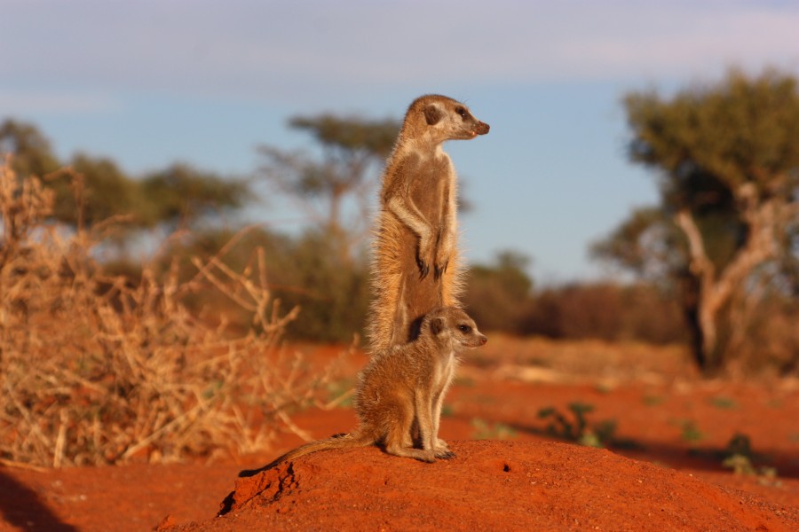 Meerkat and pup