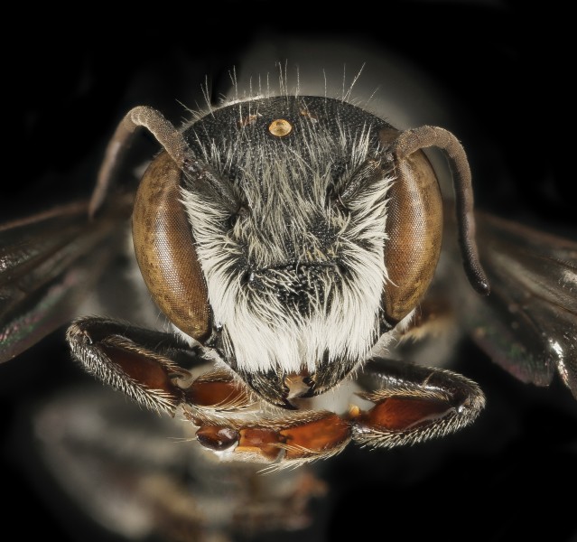 Megachile exilis, m, face, Pr. George's Co., MD (27441757310)