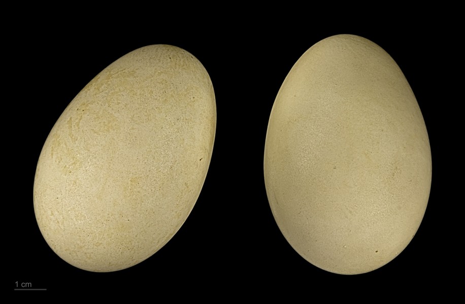 Melanitta fusca MHNT.ZOO.2010.11.28.3