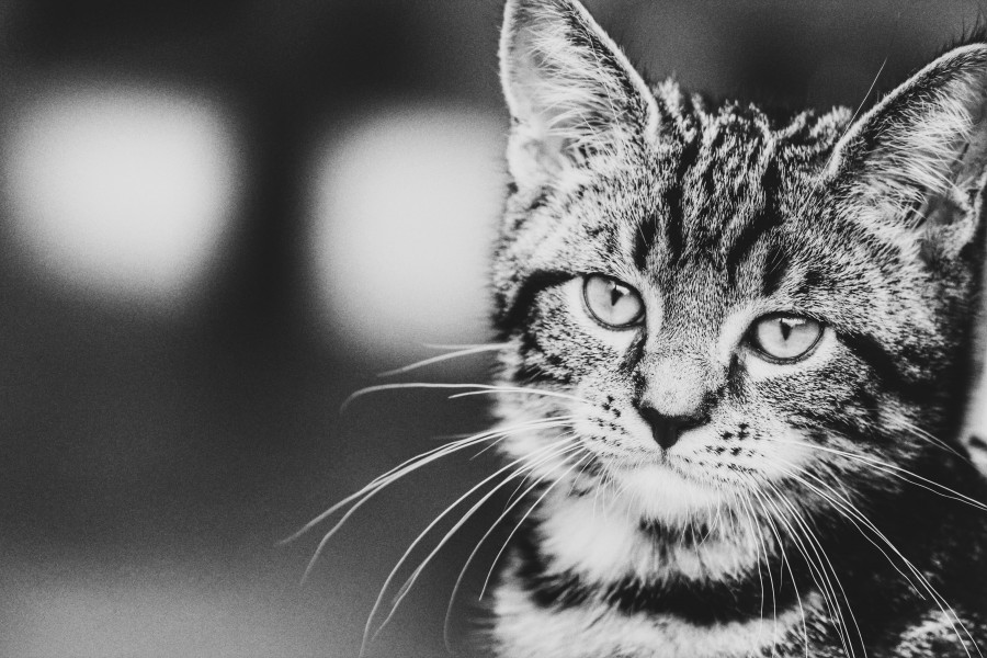 Mellow kitten (Unsplash)