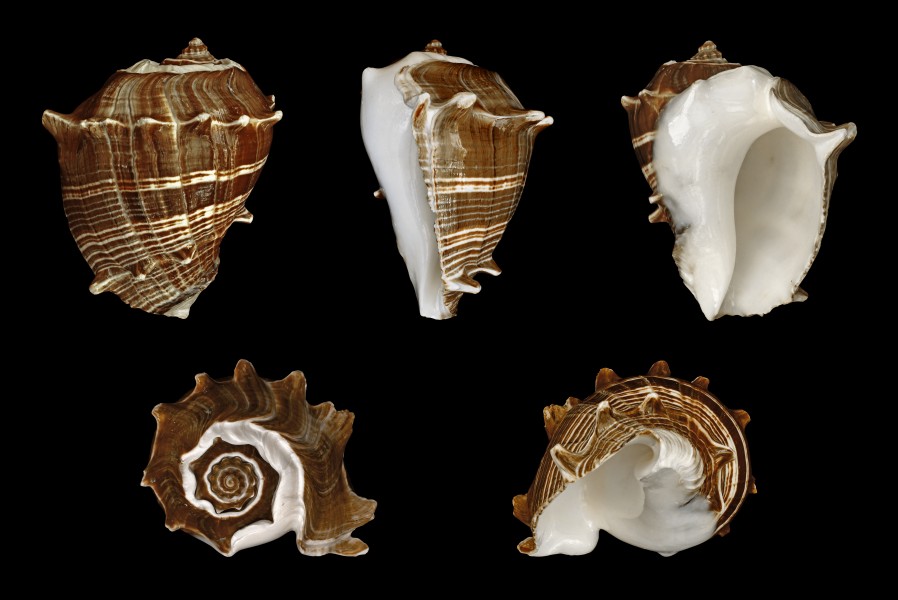 Melongena melongena 01