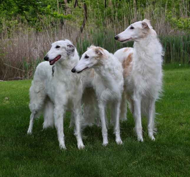 Mercedes, Solara and Moto watching a crazy guy with a crazy dog in a truck (7405803802)