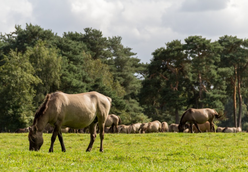 Merfeld, Merfelder Bruch, Dülmener Wildpferde -- 2012 -- 7806