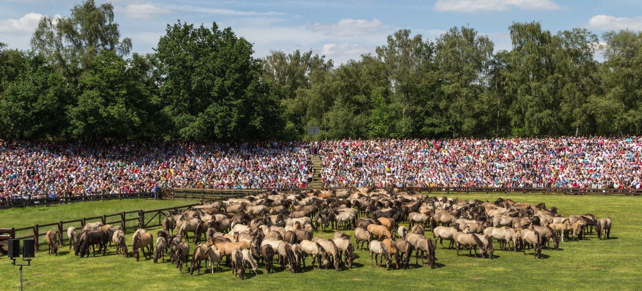 Merfeld, Wildpferdefang -- 2014 -- 7933