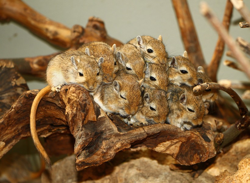 Meriones unguiculatus - Wilhelma