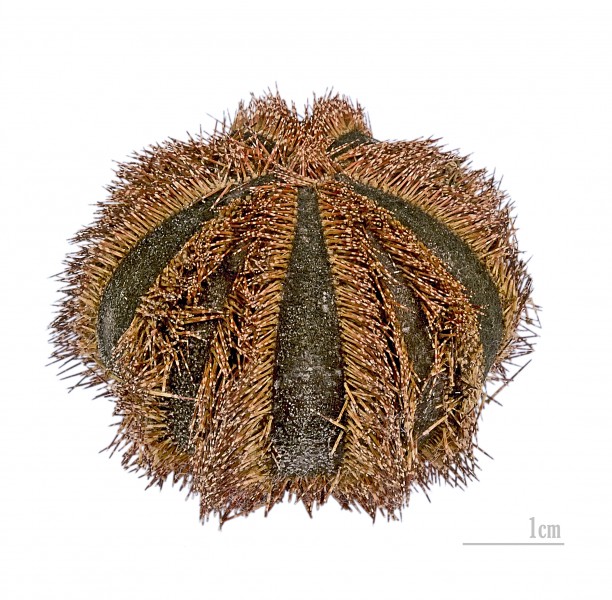 Mespilia globulus MHNT Bohol