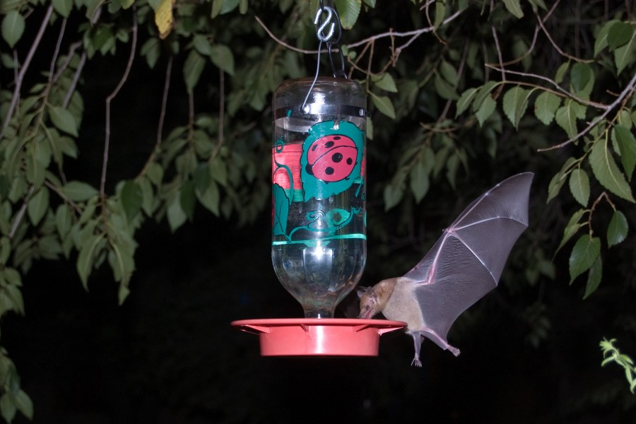 Mexican Long-Tongued Bat at hummingbird feeder