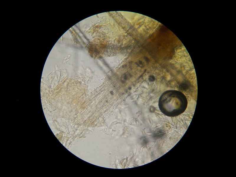 Microsporum canis Fourrure
