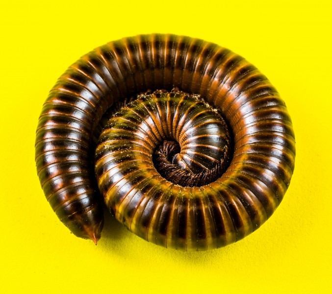 Millipede on Yellow-346165