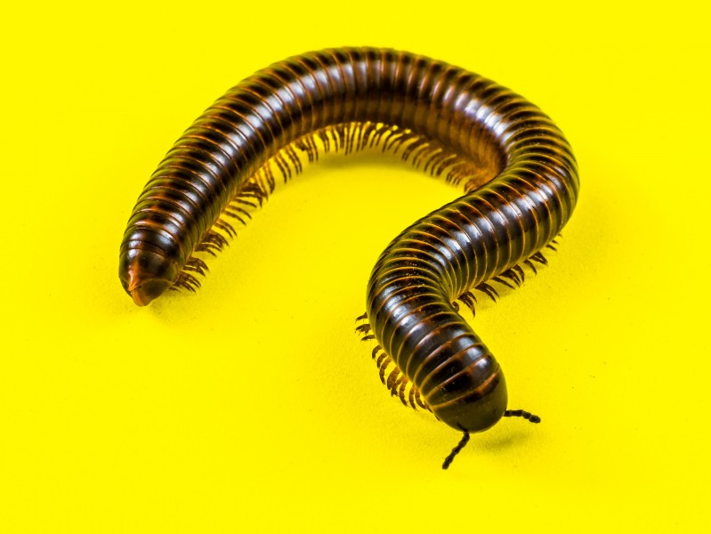 Millipede on Yellow-346178