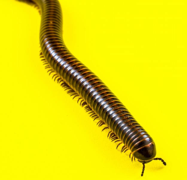 Millipede on Yellow-346179