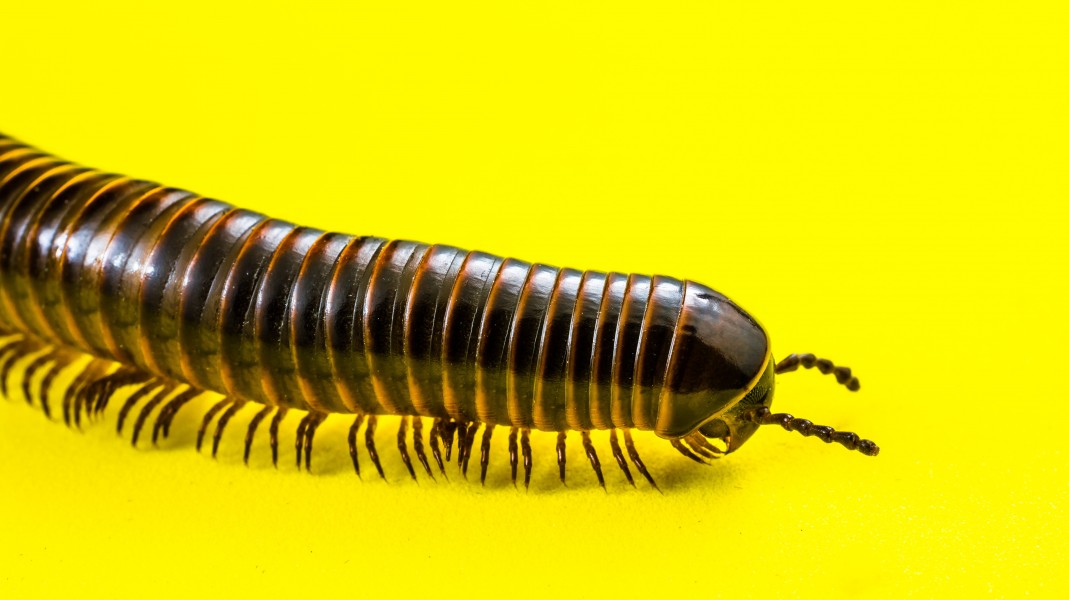 Millipede on Yellow-346182