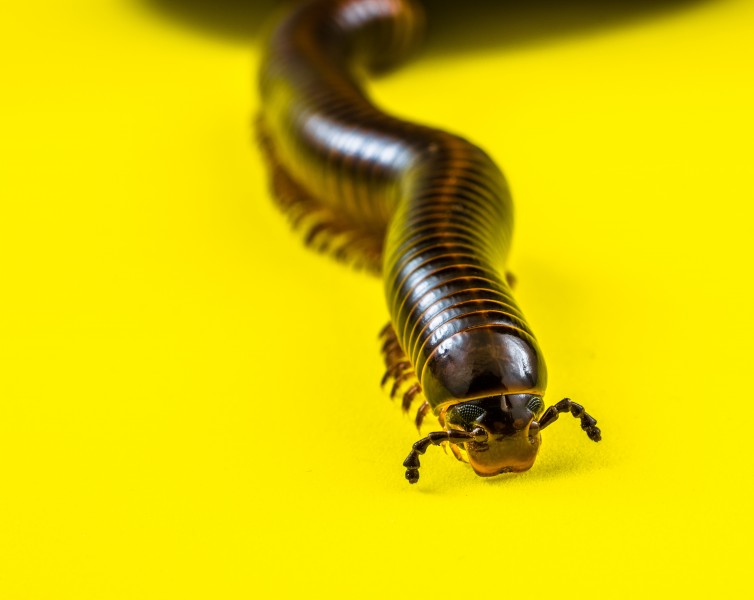 Millipede on Yellow-346192