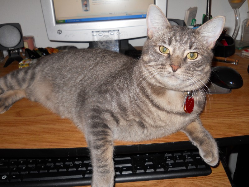 Milo on desk