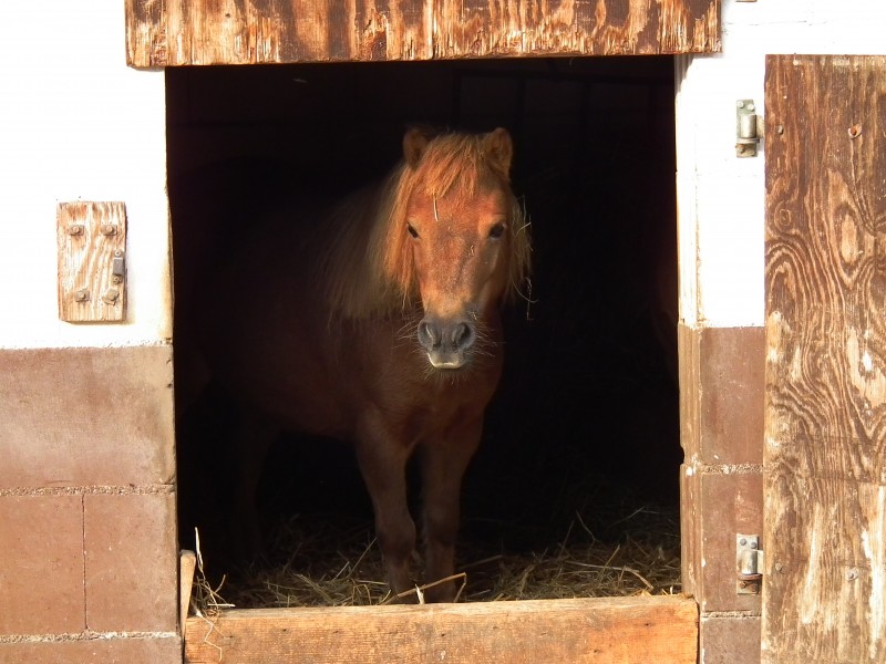 Minipony Reilingen