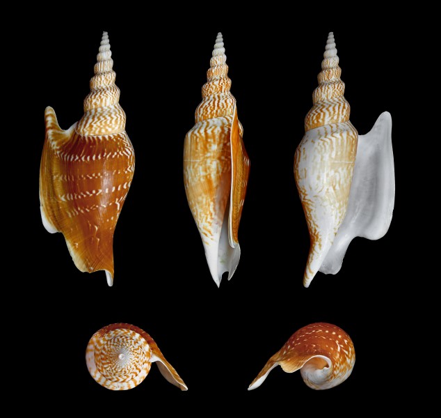 Mirabilistrombus listeri 01