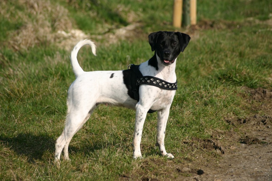 Mischlingshund