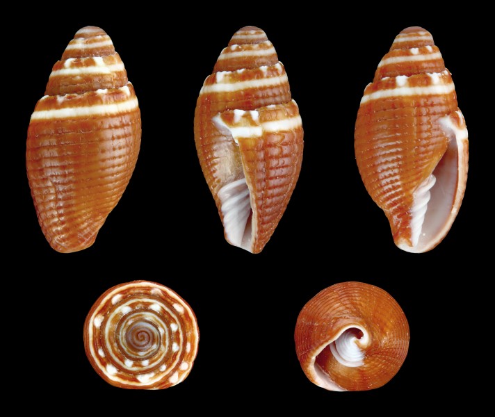 Mitra aurantia aurantia f. nanus 01