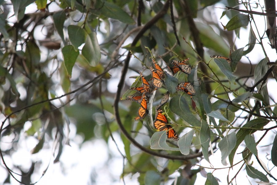 Monarch Butterflies Overwintering in Pacific Grove, California (30828811974)