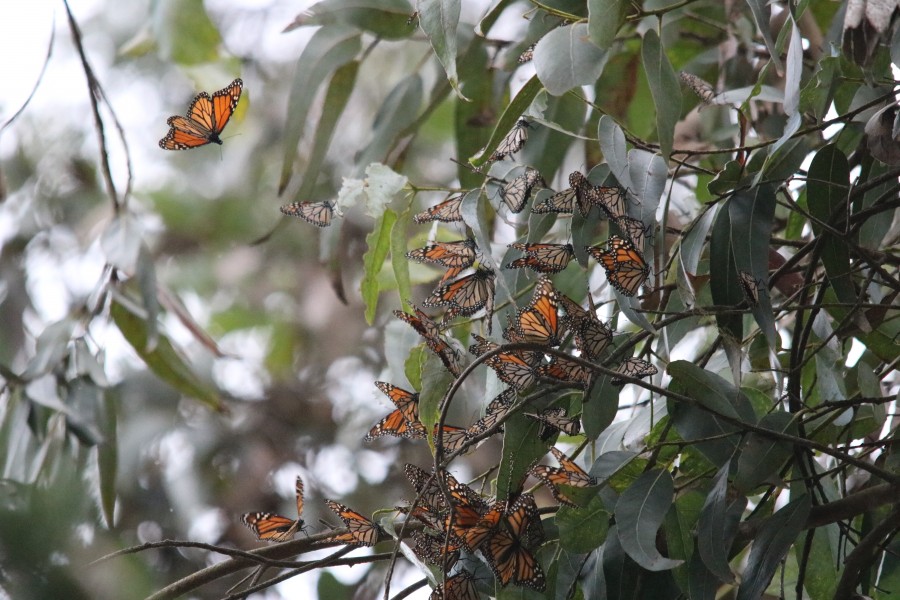 Monarch Butterflies Overwintering in Pacific Grove, California (31297516240)