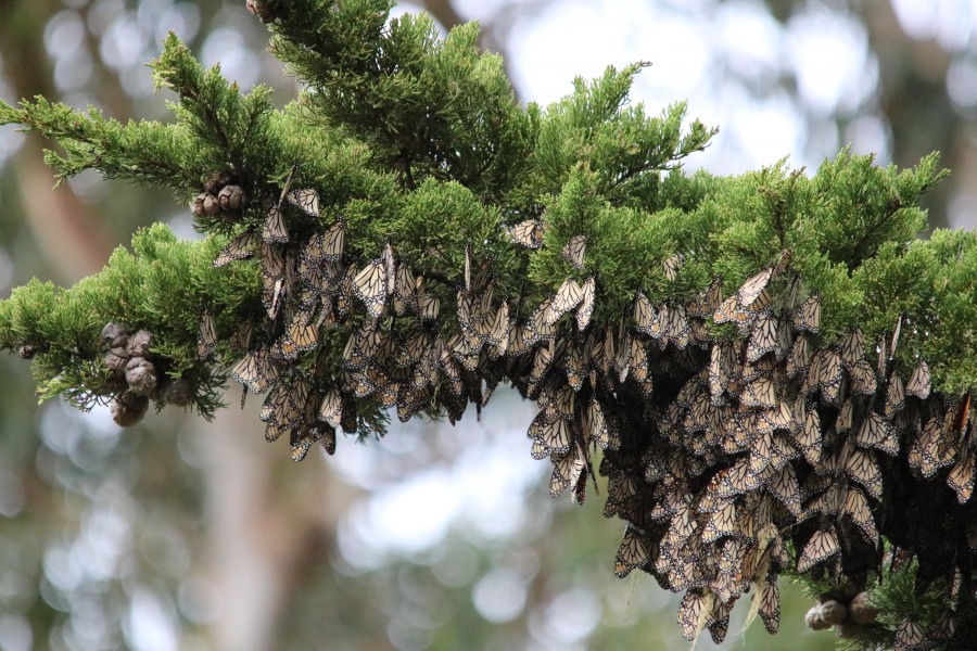 Monarch Butterflies Overwintering in Pacific Grove, California (31524007302)