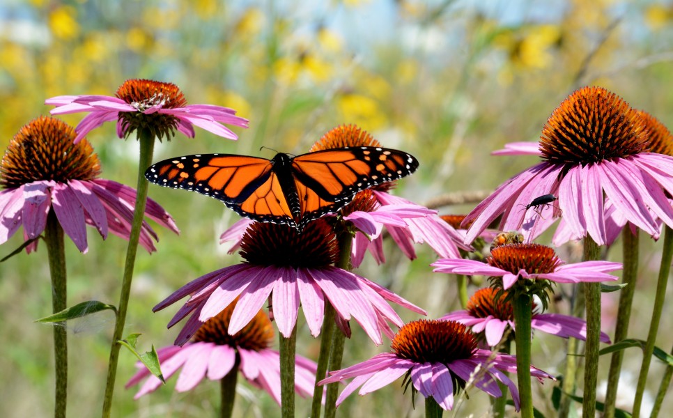 Monarch butterfly and honeybee on purple coneflower (36258847092)