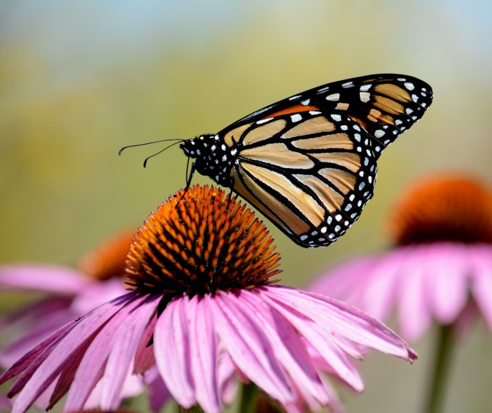 Monarch butterfly on purple coneflower (36030638670)