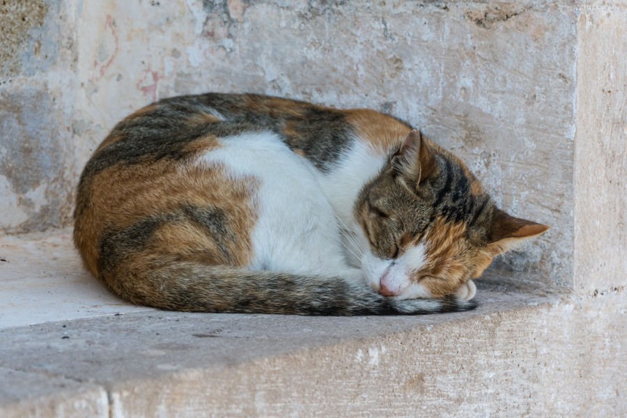Moni Preveli Cat 01