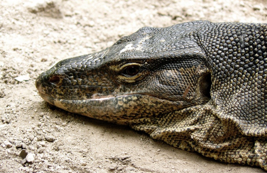 Monitor Lizard, Sungei Buloh Wetlands Reserve, Singapore (1669795328)