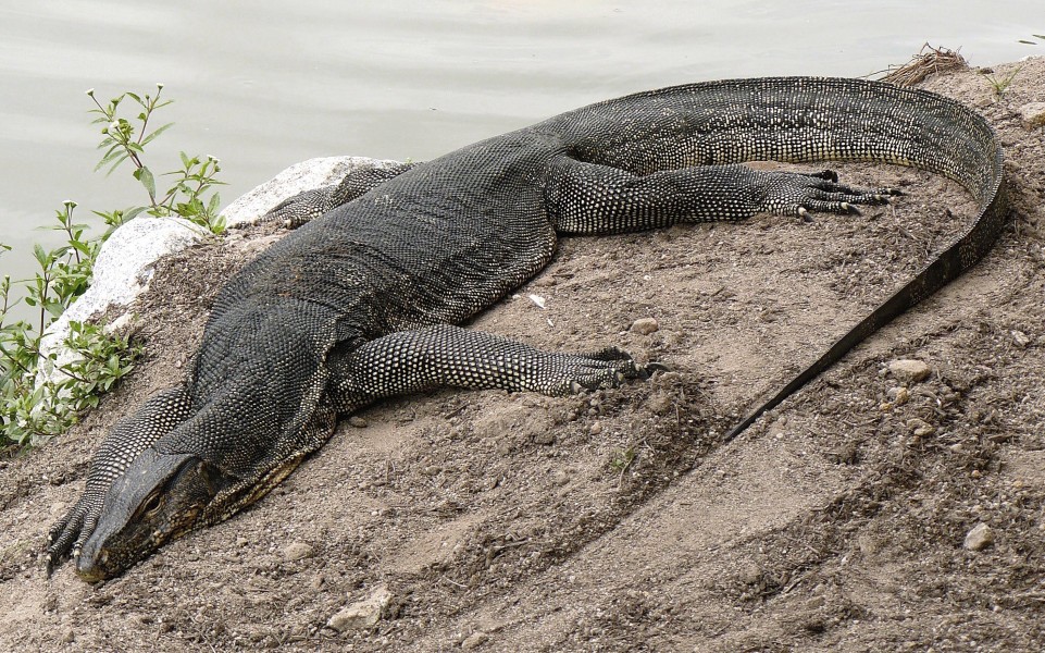 Monitor Lizard, Sungei Buloh Wetlands Reserve, Singapore (1669835154)