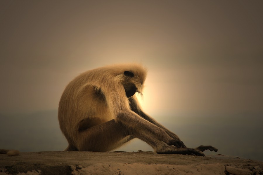 Monkey in sorrow