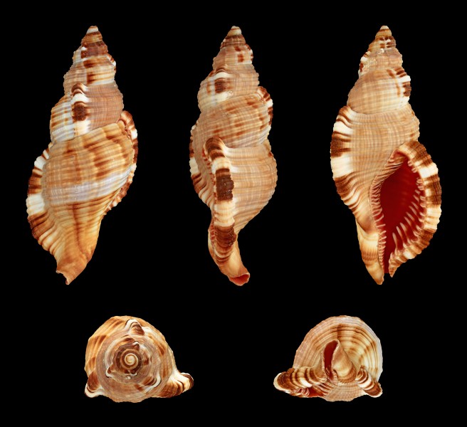 Monoplex pilearis 01