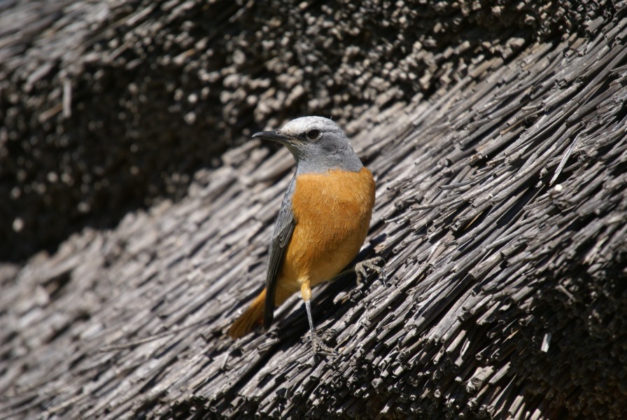 Monticola brevipes, Namibia 1