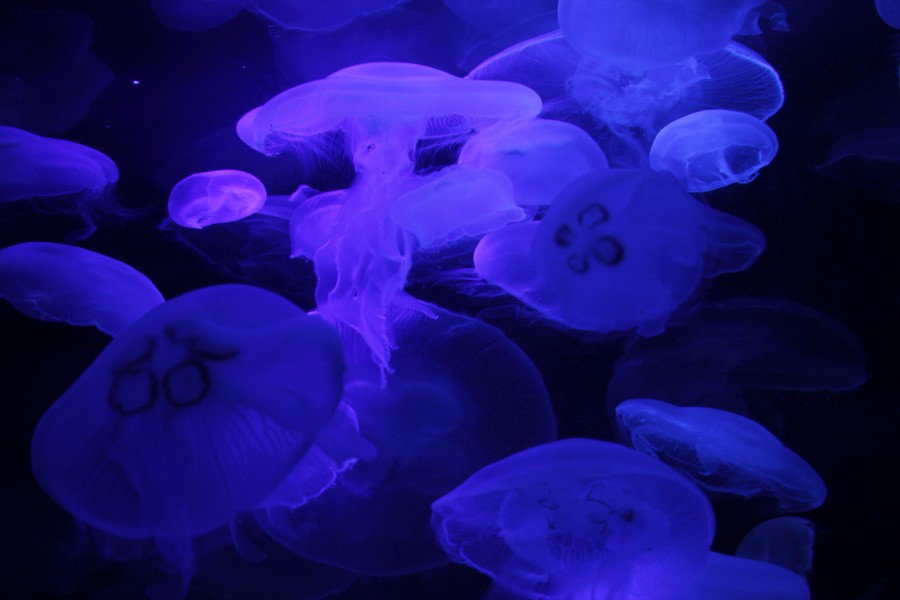 Moon Jellyfish (7542052792)