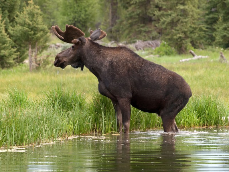 Moose 983 LAB