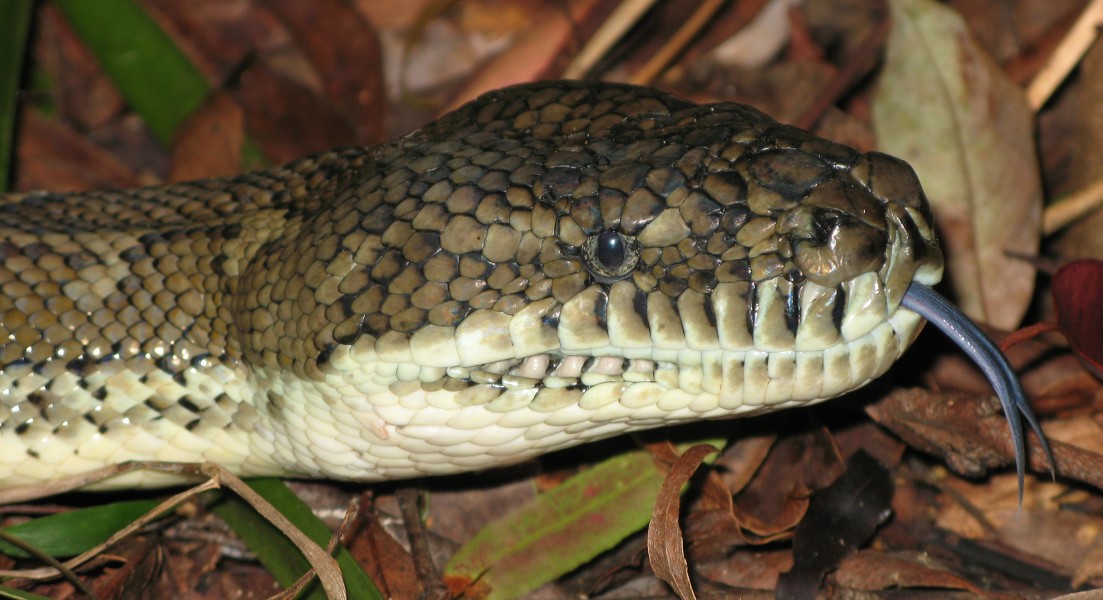 Morelia spilota head