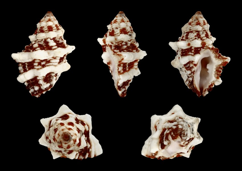 Morula biconica 01