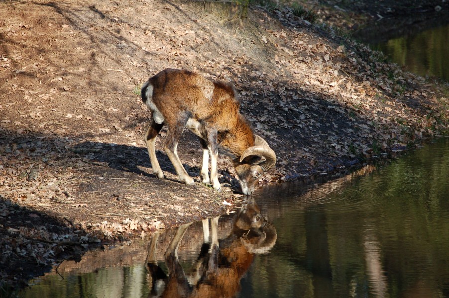 Mouflon 09