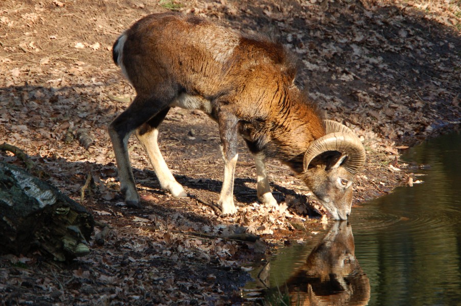 Mouflon 11