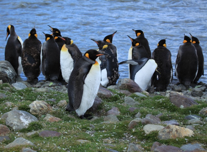 Moulting King Penguins (5816672081)