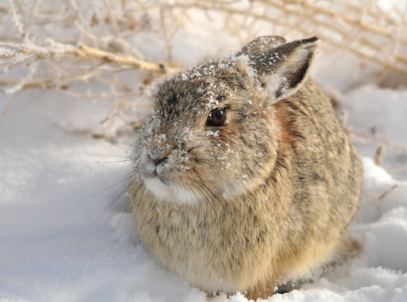 Mountain Cottontail on Seedskadee NWR (23510559313)