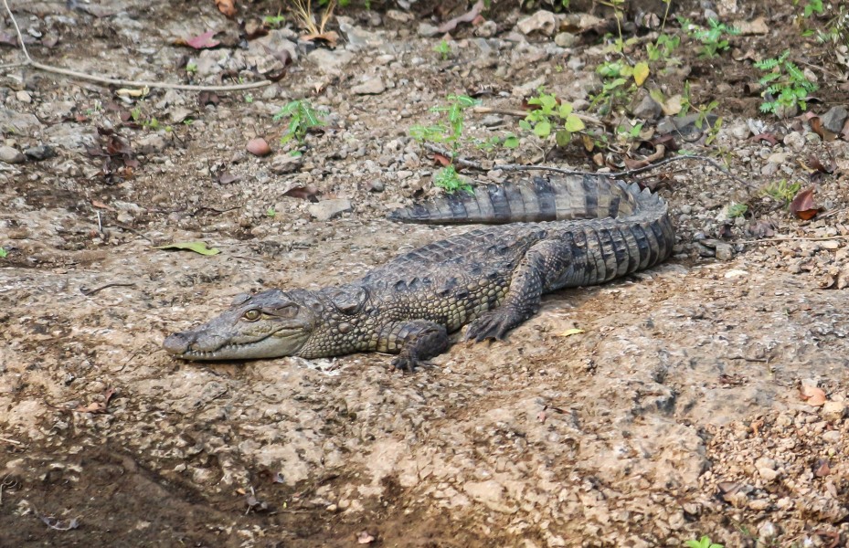 Mugger crocodile in Gir Forest National Park