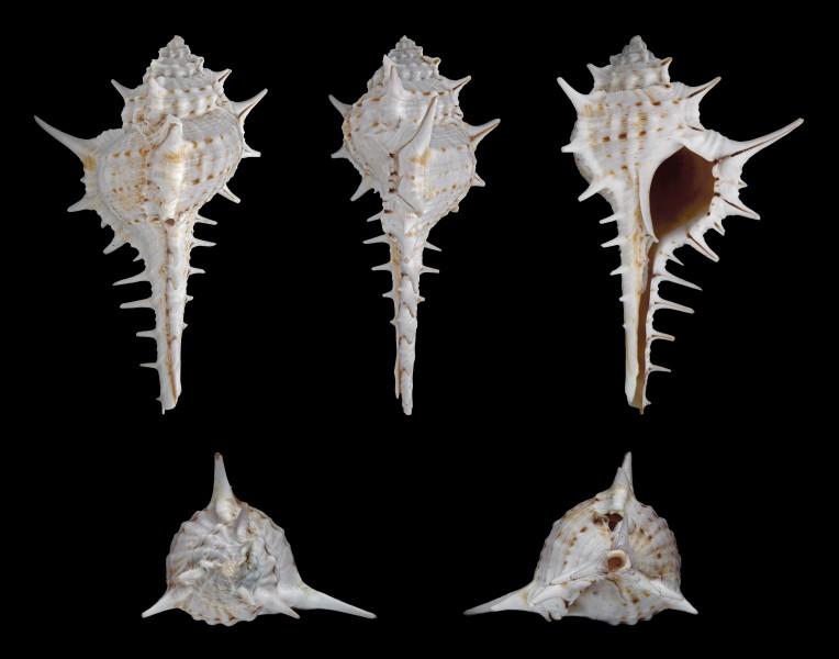 Murex carbonnieri 01
