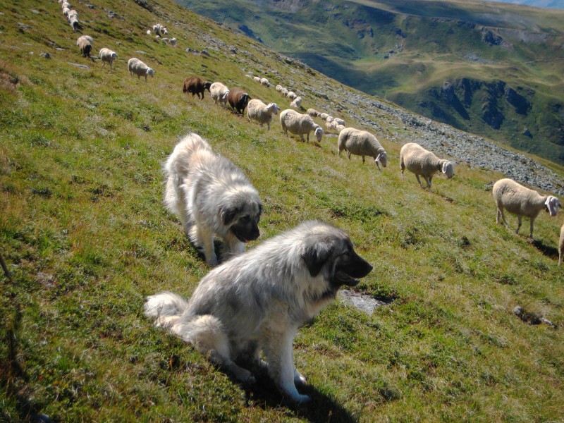 Murgjo Sharr Mountain Dog Nedi Limani