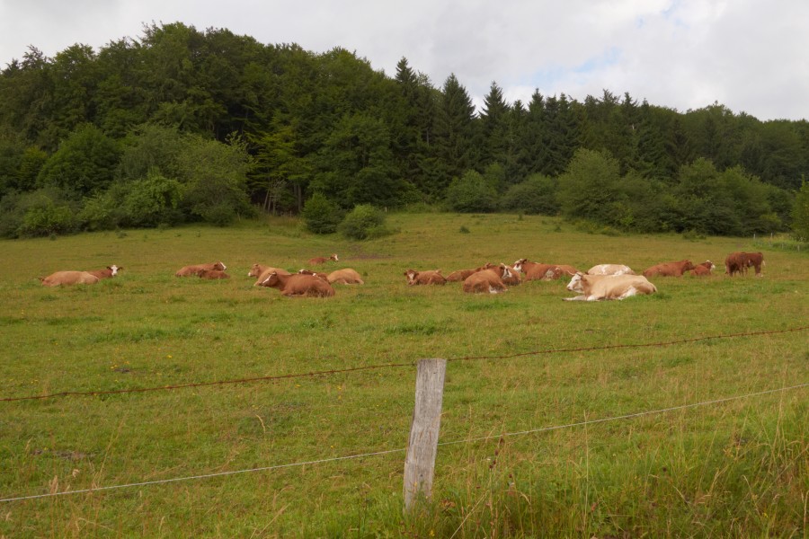 Mutterkuhherde in der Rhön